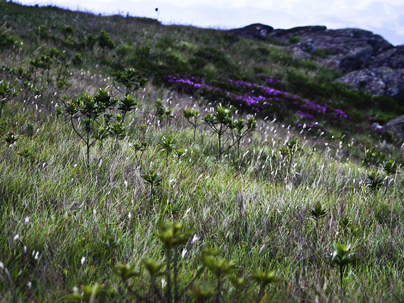Sem Título-1_0001_Parque-Estadual-Itacolomi-35-Lei-A-Parque-Itacolomi_13_Lucas_de_Godoy280212